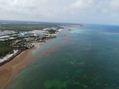 Sargazo — CAP CANA (Este)